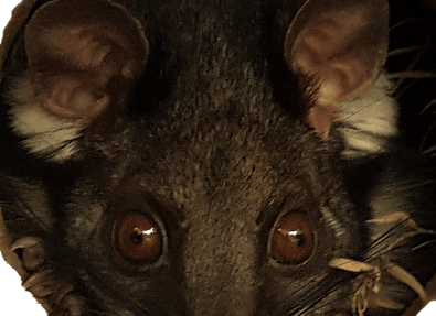 Reba Brushtail Possum closeup