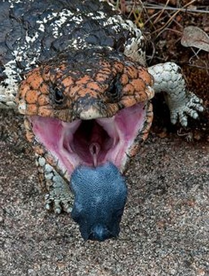 Blue-Tongued Skinks Lizards