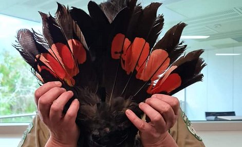Australian Red-Tailed Black Cockatoo Bird