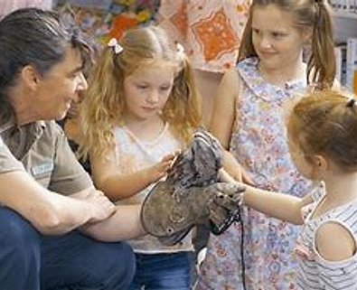 Animal handler and children pet Australian Tawny Frogmouth