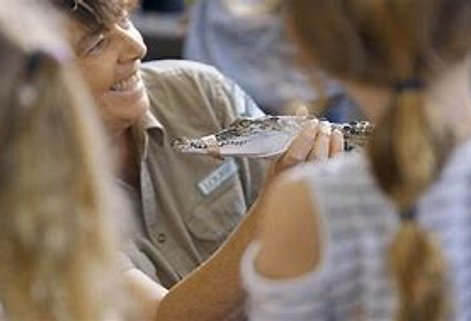 Young Australian Saltwater Baby Crocodile