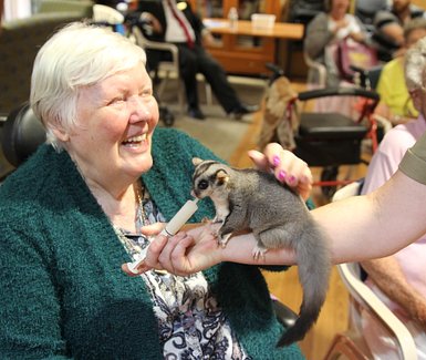 Senior woman petting Reba Brushtail Possum