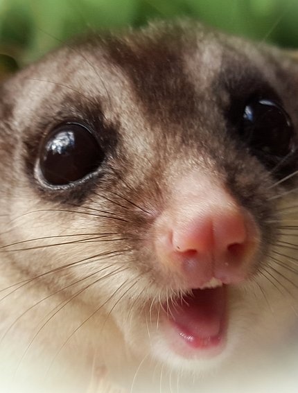 Reba Brushtail Possum